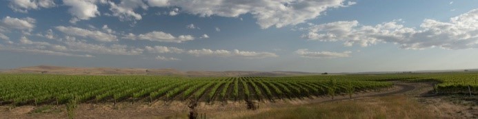 卡瓦利葡萄園Cavalie Vineyard