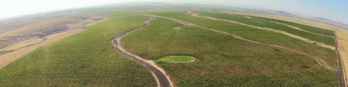 老鷹與犁葡萄園Eagle & Plow Vineyard