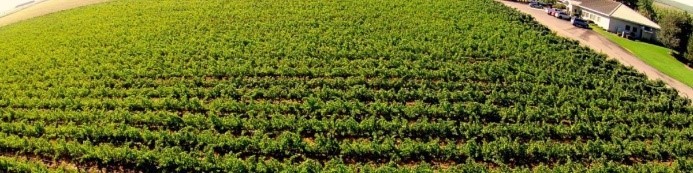 印地安帳蒙葡萄園Big Teepee Vineyard