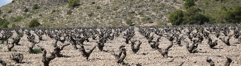 Bodegas Alceño 西班牙艾西諾酒莊