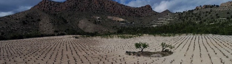 Bodegas Alceño 西班牙艾西諾酒莊