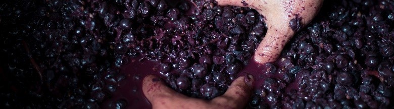 Bodegas Alceño 西班牙艾西諾酒莊