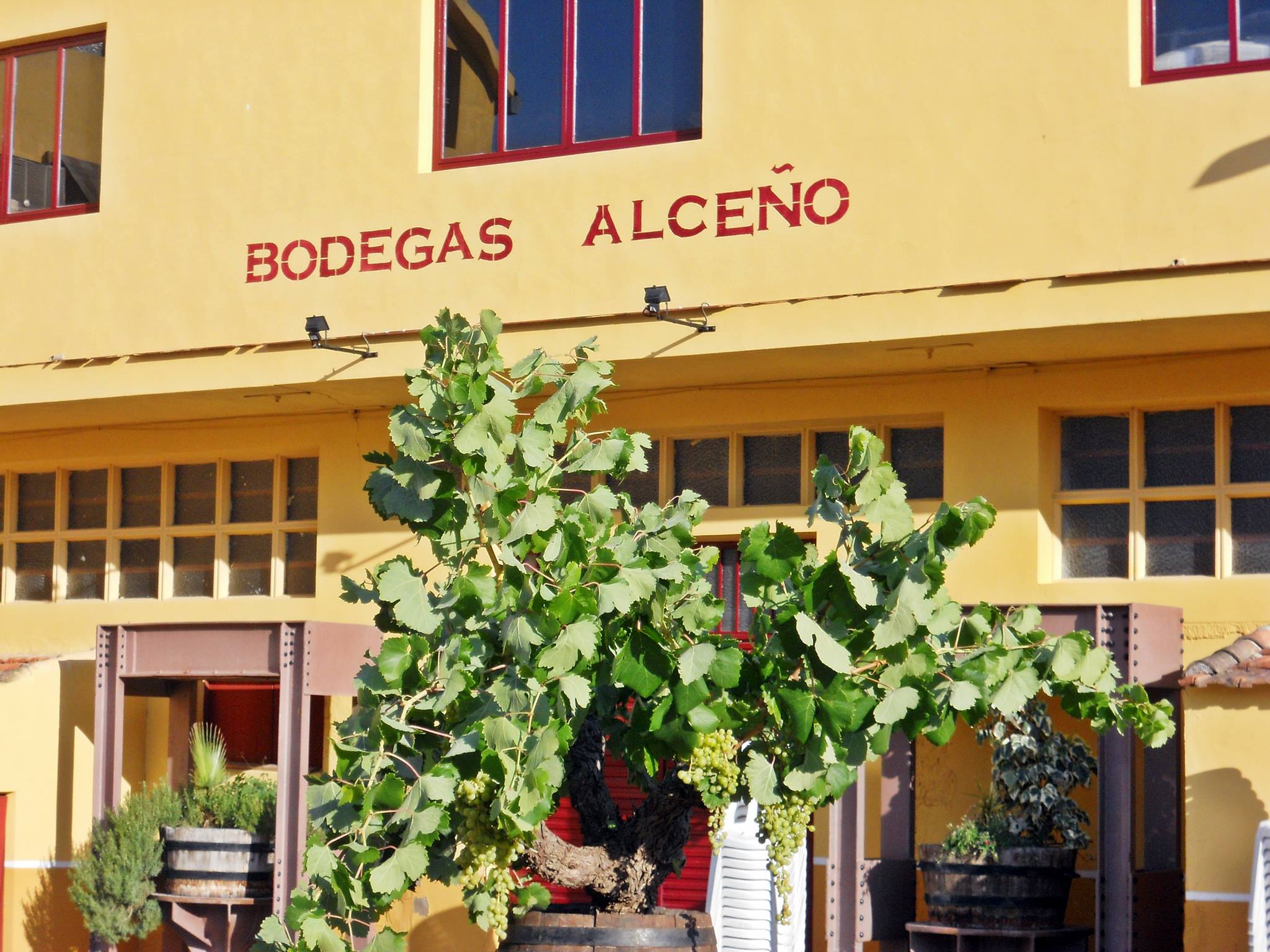 Alceno